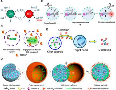 Bioinspired Networks of Communicating Synthetic Protocells